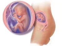 b超数据如何看胎儿性别？