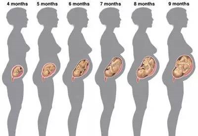 胎儿在妈妈子宫中的体位也会影响肚子的形状