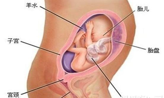 怀孕六个月男孩彩超图是什么样?