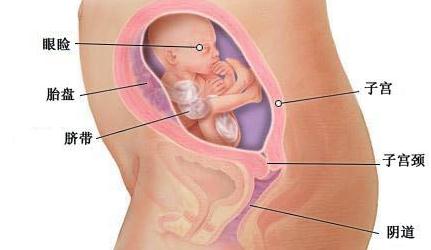 怀孕六个月女宝宝b超图是什么样?