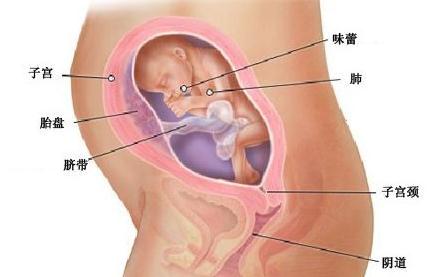 怀孕六个月女宝宝b超图是什么样?