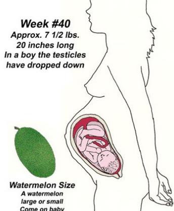 十月胎儿像西瓜吗