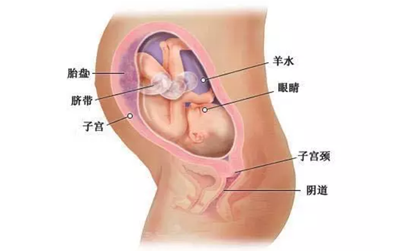 怀孕30周胎儿图.png