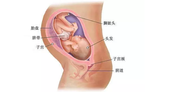 怀孕32周胎儿图.png