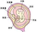 怀孕10周胎儿发育过程图