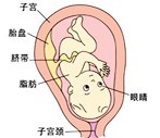 怀孕28周胎儿发育过程图