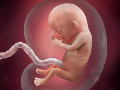 二十八周胎儿真实图片图片