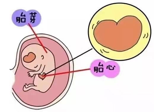 怀孕周期是怎么计算的？为什么每个孕妇的怀孕周期不一样？.jpg