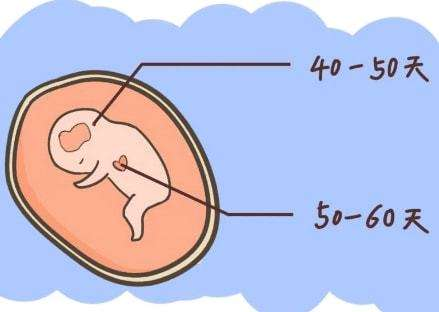 显示怀孕但看不到孕囊.jpg