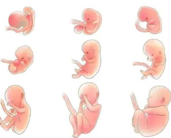 怀孕多少天可以看到胎心胎芽.jpg