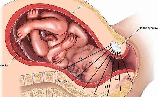 早孕胎心胎芽一般什么时候可以看见.jpg