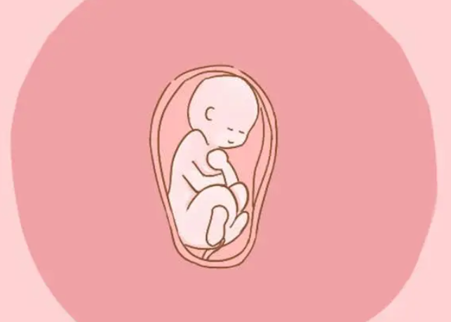 胎儿几周可以验血知道性别.png