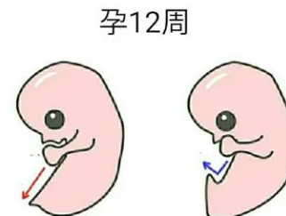 胎儿几周的时候能分辨性别.png