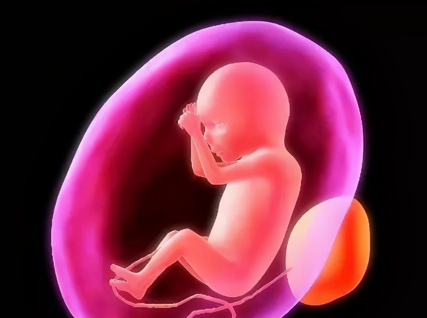 如何最早知道胎儿性别准吗.png