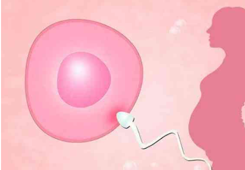 怀孕初期胎儿体重和性别有无相关性.png