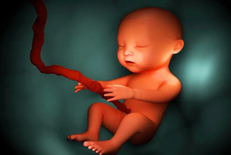 孕期如何识别男女胚胎体形特征.png