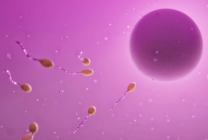 卵巢早衰一般有几个卵泡.png