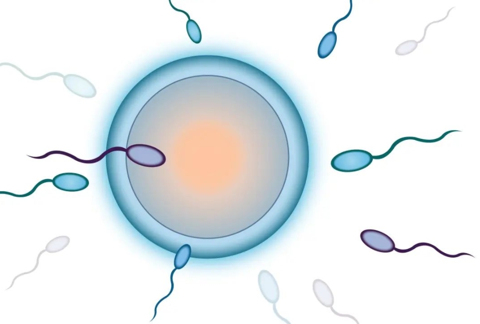 ﻿备孕期间怎么提高精子的质量.png