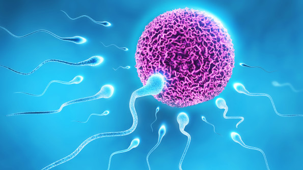 精子的形成过程是什么.png