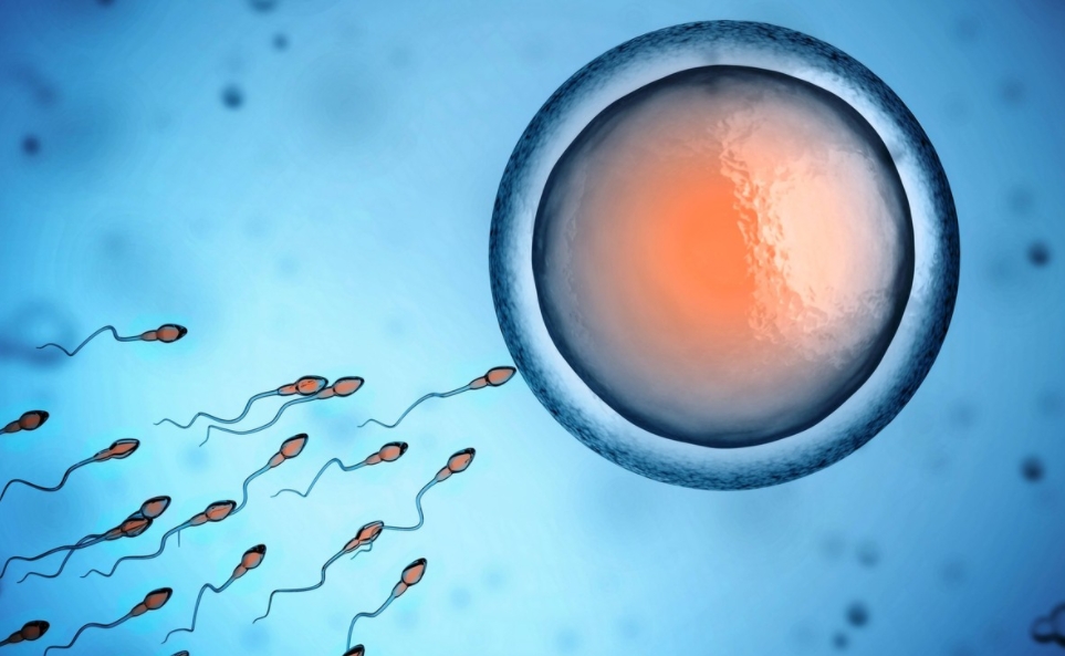 精子是如何进入输卵管的.png