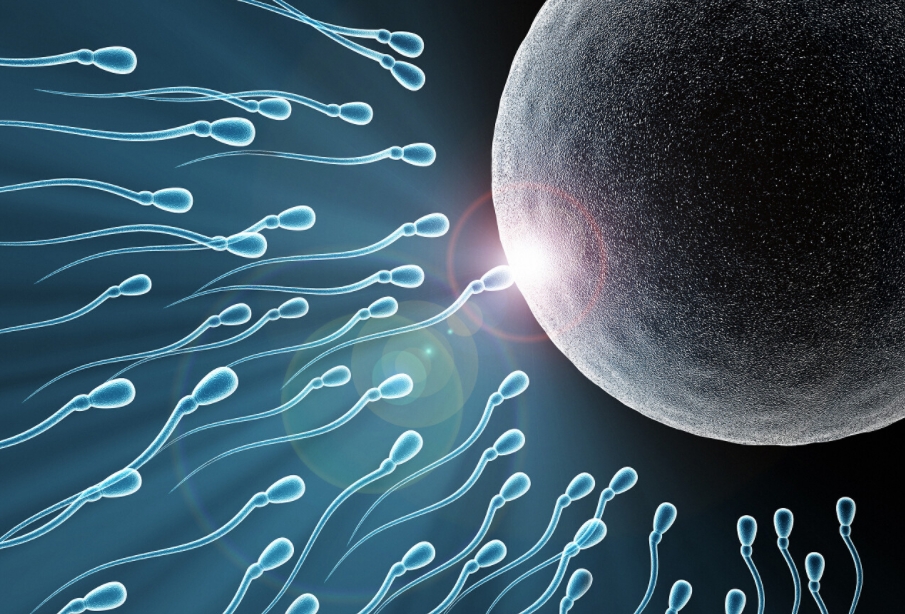 精子是如何完成受孕的.png
