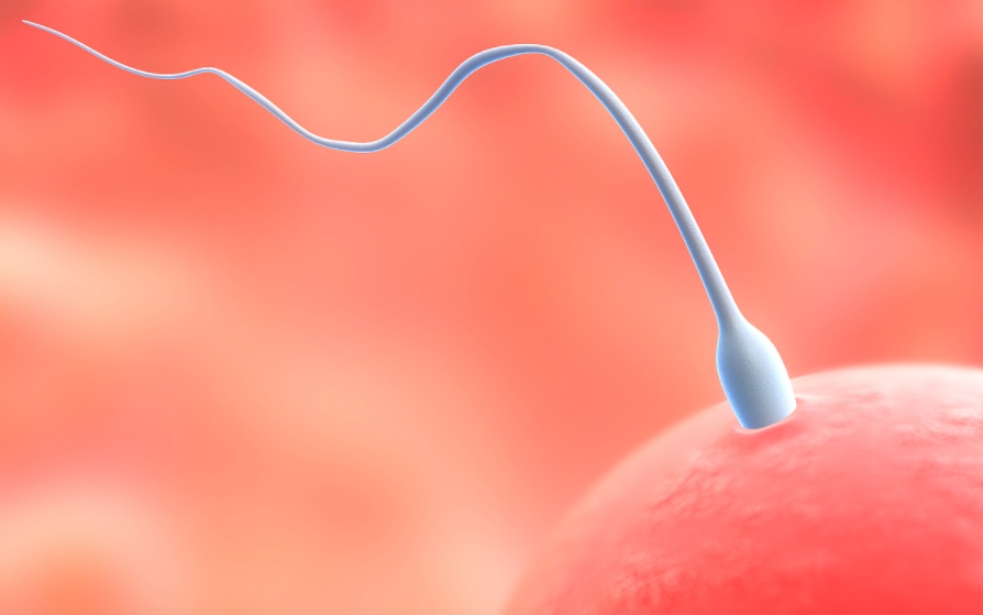 精子的基本特性是什么.png
