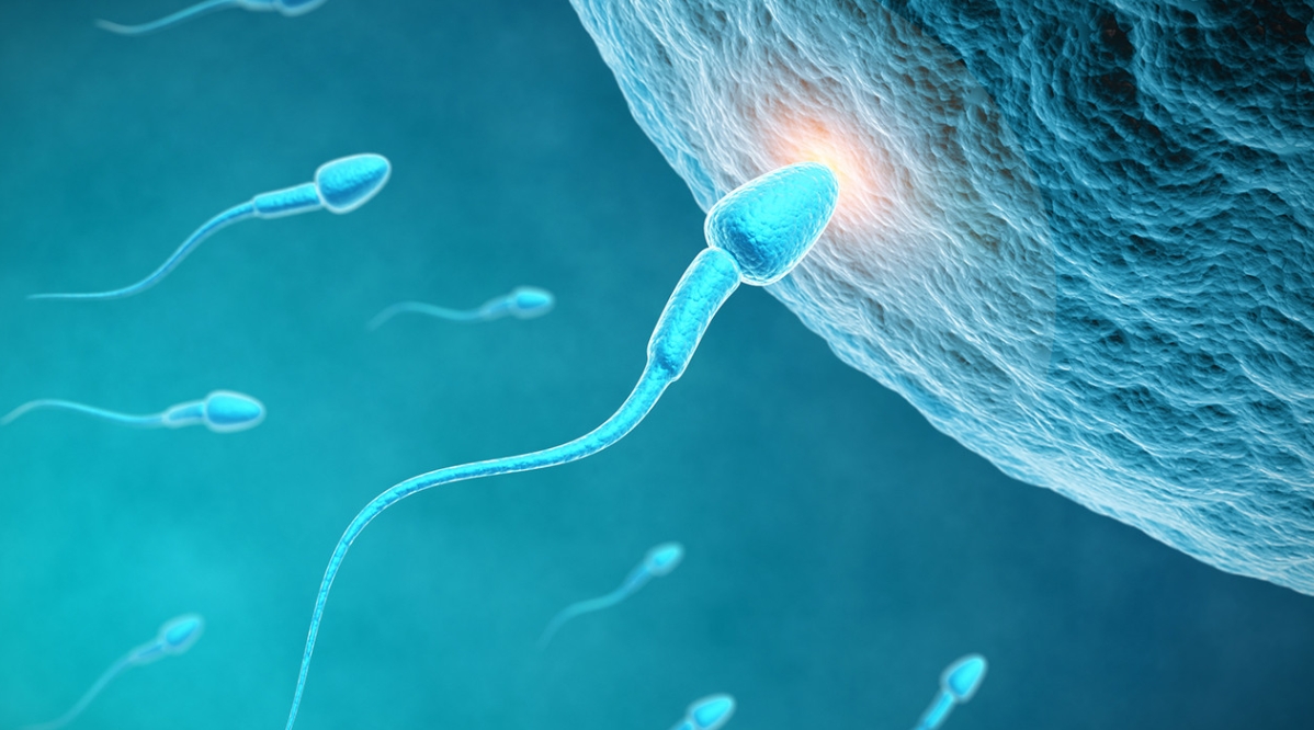 什么是精子染色体活跃度﻿.png