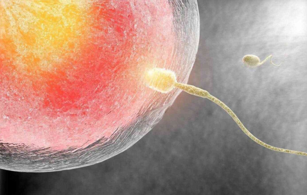 精子可以在体内等卵子几天.png