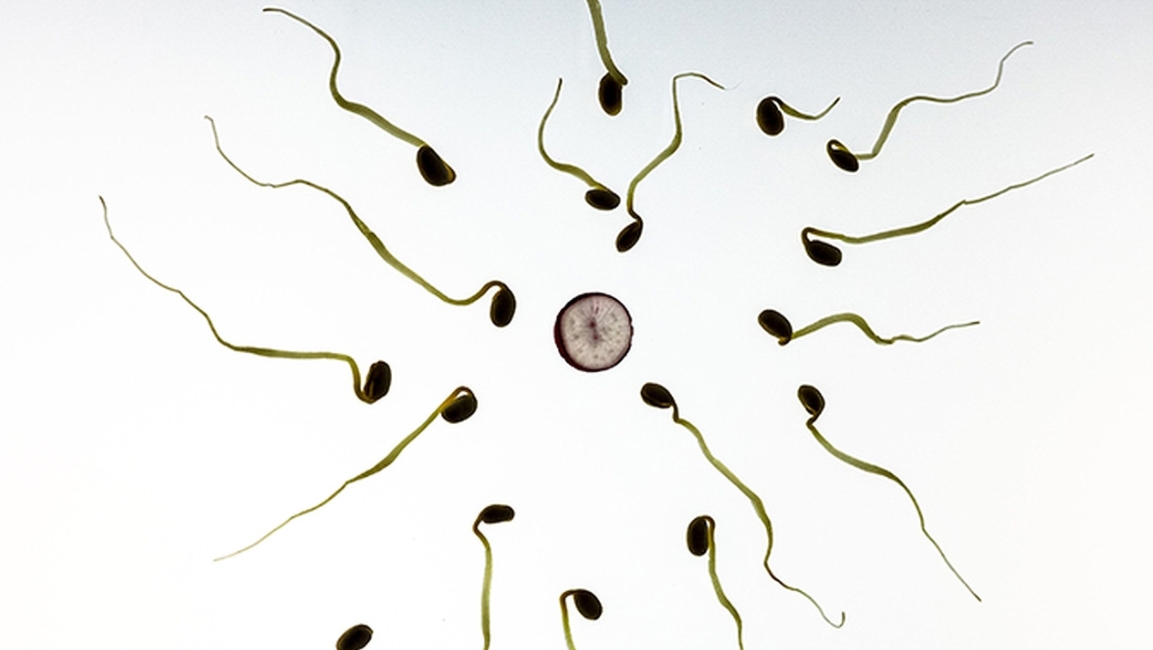 精子射入后多久开始游向卵子.png