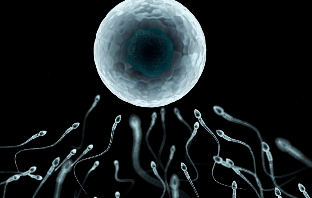 精子可以存活几天在体内.png